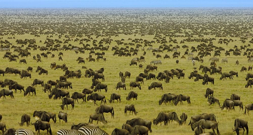 Serengeti - Blu-Ray